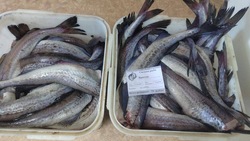 Рыбу по низким ценам привезли сразу в два магазина в Томаринском районе