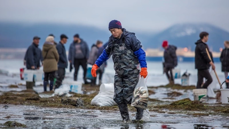 Массовый выброс селедки на берег Сахалина назвали хорошим знаком