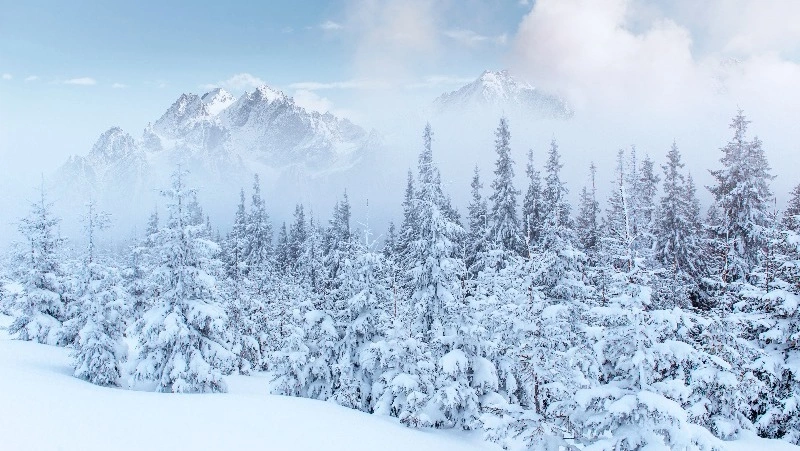 Сильный ветер и снегопад ожидаются в Сахалинской области на 25 января