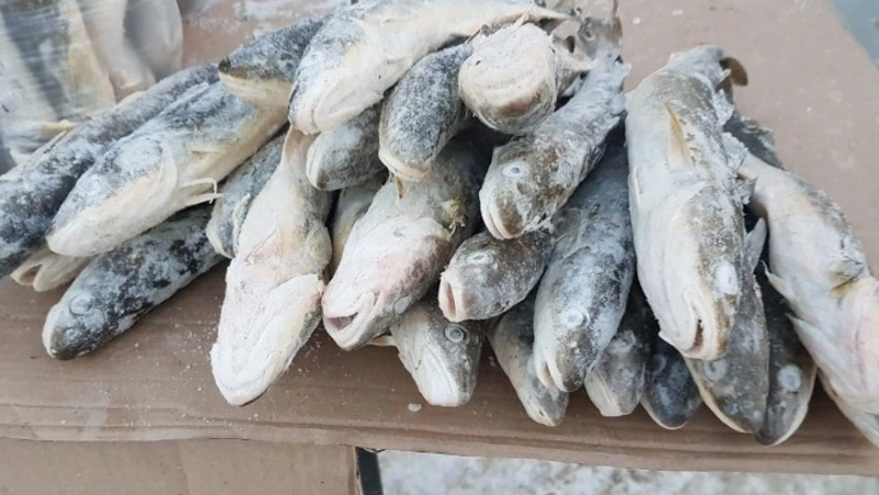 Жителям девяти районов Сахалина и Курил предлагают навагу по доступной цене 