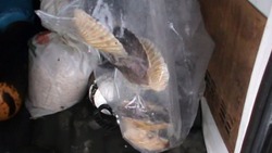 Сахалинец попал под следствие за незаконный вылов более 1000 морских гребешков
