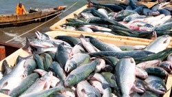 Доступной рыбой обеспечили Анивский район Сахалина по поручению губернатора Лимаренко