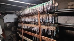 Жителям Углегорска указали на недопустимость сушки мойвы на чердаках и в подвалах