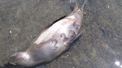 Мертвого сивуча с выжженной меткой выбросило на берег Сахалина