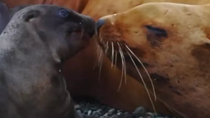 Жизнь новорожденных сивучат на острове Тюлений показал сахалинский блогер