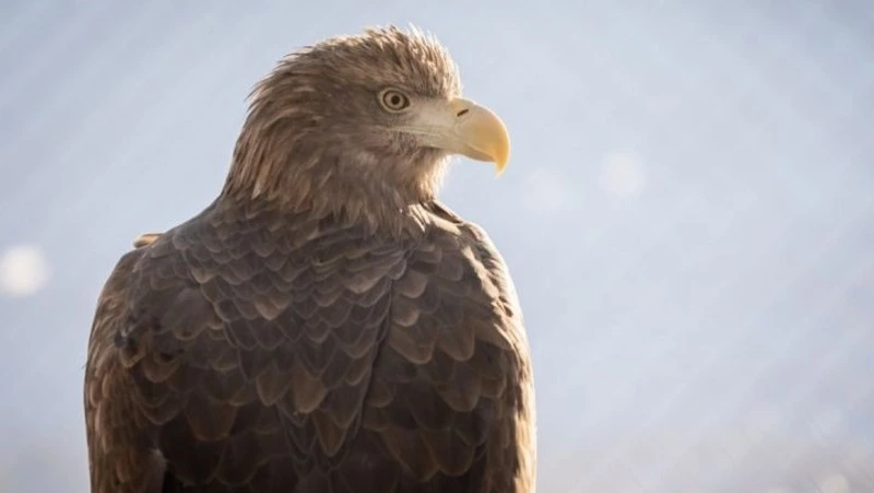 Сахалинцы так и не «усыновили» медведей и африканского льва