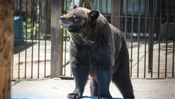 «Начинаем с рыбки»: зоолог рассказала о выходе сахалинских медведей из спячки