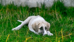 Спрятать своих собак нужно жителям экс-столицы Сахалина