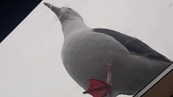 «Ходить под зонтиком»: орущие чайки облюбовали крыши Южно-Курильска