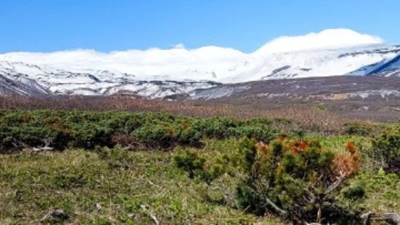 Свежий снег запорошил сопки на Парамушире 7 июня