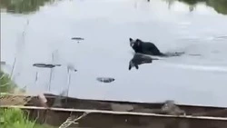 Молодой медведь приплыл в Углегорск и пошел гулять