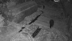 Медведь заглянул на дачи на юге Сахалина