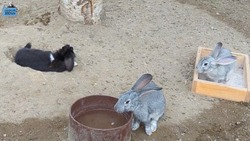 Сотрудники Сахалинского зоопарка показали один день из жизни кроликов
