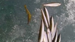 Рыбаки вместе с корюшкой поймали чилима на озере Изменчивом 3 апреля 