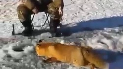 Дикая лиса прибежала к рыбакам за лакомством в Томаринском районе