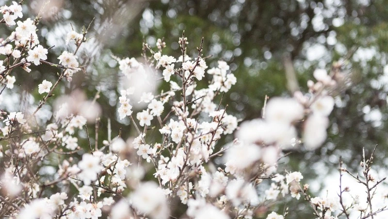 Осадки и до +8 градусов ждут жителей Сахалина и Курил 13 апреля