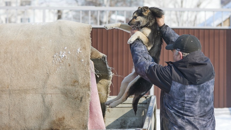 Собаке Вставили Вибратор