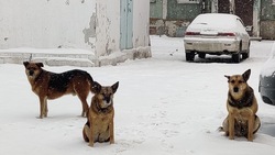 Больше 10 бездомных собак поймали службы отлова на двух улицах в Южно-Сахалинске