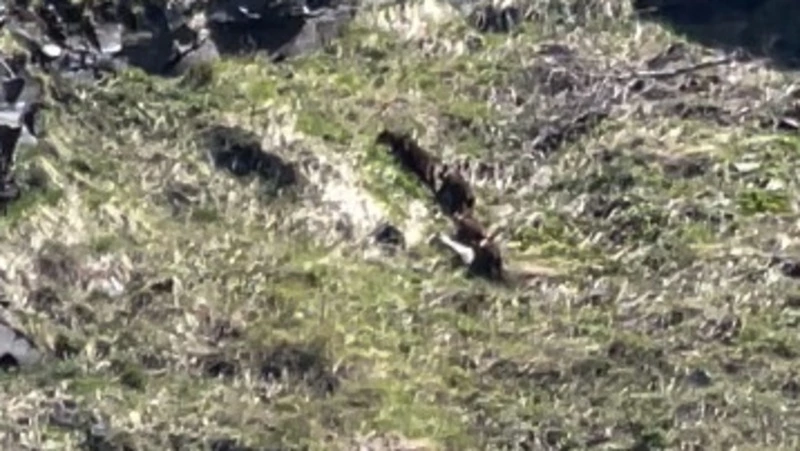 Группа туристов из Хабаровска встретила четырех медведей в поездке на Курилы