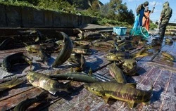 Эпицентр «красной» путины на Дальнем Востоке переместился в Сахалинскую область