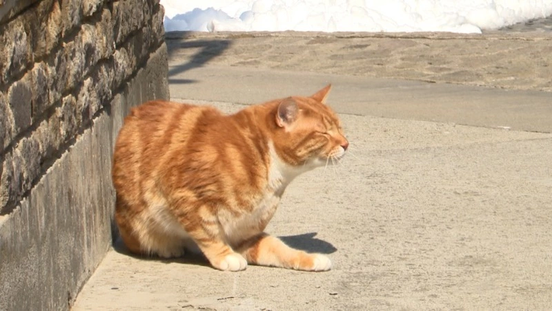 Солнечно и тепло будет в Южно-Сахалинске 25 апреля 