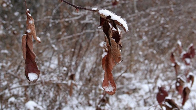 Холод до -28 градусов и небольшой снег ждет жителей Сахалина и Курил 13 декабря