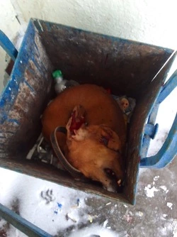 Сбитую насмерть домашнюю собаку выбросили в мусорку в Стародубском 