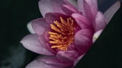 Водяные лилии из парка Южно-Сахалинска осенью увезут обратно к продавцу 