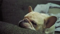 Сон в ночь на 16 января 2026 года: значение и толкование