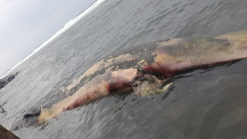 Волонтеры установили вид и размер гниющего кита в Холмске 