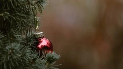 Упавшая елка и фотосессии с китайским судном на мели: названы главные события декабря 2021 года