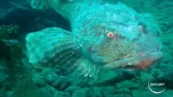 Сахалинский дайвер заставил «мурчать» бычка на Сахалине