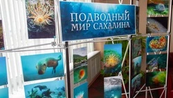 Фотографии подводного мира Сахалина представили в главной островной библиотеке 