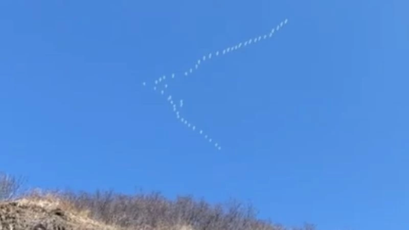 «Птицы массово возвращаются на север»: большую стаю лебедей сняли под Углегорском