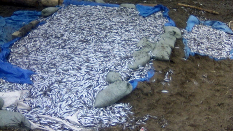 Неизвестные выбросили сотни килограммов мойвы в Углегорске