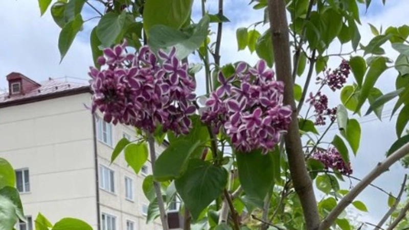 Жителям Сахалинской области напомнили о штрафах за обрывание сирени