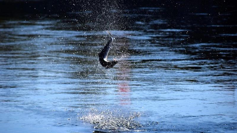 Сахалин отличился по вылову лосося. Проиграл только Камчатке