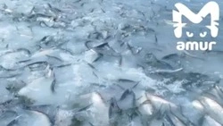 Побережье Сахалина превратилось в рыбный склад из-за обилия сельди 