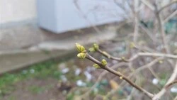 Аномалия: на кустах сирени в Южно-Сахалинске набухли почки