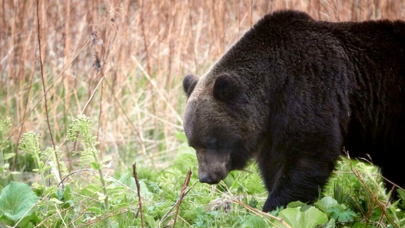 За год в заповеднике «Курильский» насчитали 92 медведя