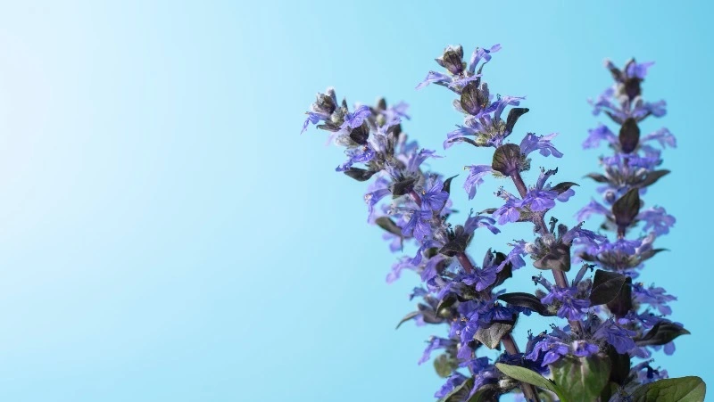 Юрист предупредил о серьезных тюремных сроках за выращивание шалфея