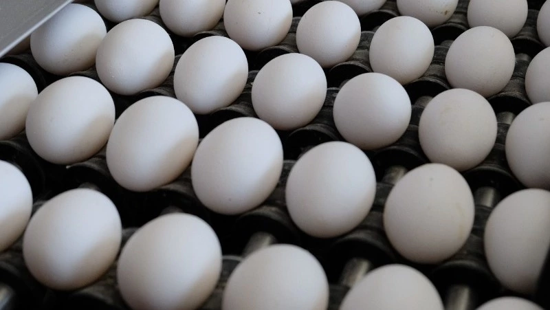 Птицефабрика «Островная» восстановит выпуск бройлеров после гриппа к марту 2023 года