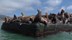 На Сахалин приплыли сивучи. Среда Обитания 20.04.23