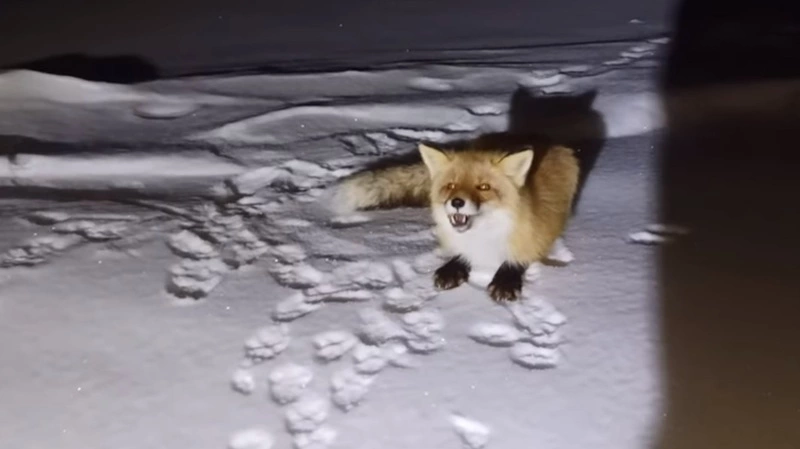 Похожая на корги лиса украла у сахалинского блогера хлеб, килограмм икры и три куска сала