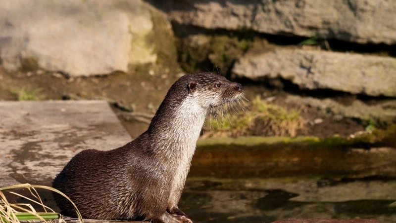 Ученые рассказали о первом случае гибели морских выдр от редкого кошачьего паразита