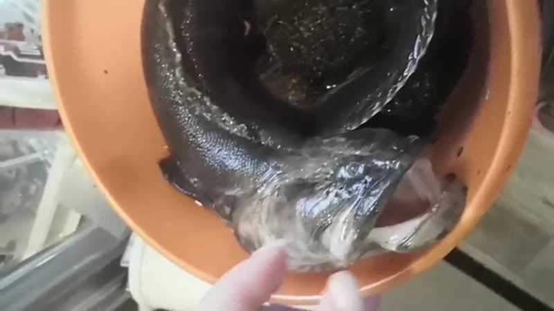 Ученые разгадали тайну клыкастой рыбы-змеи, которую вытащил из моря сахалинец