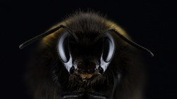«Клещи и пчелы»: россияне назвали самых «страшных» насекомых
