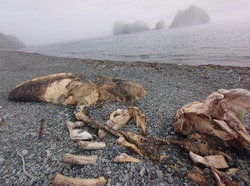  Останки огромного кита обнаружили на Шикотане