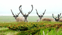 Здоровые панты