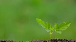 Свалки бытовых отходов рекультивируют в двух районах Сахалина